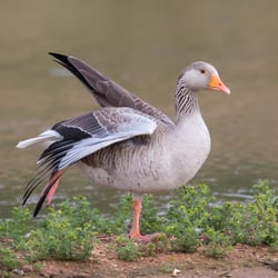 Greylag Goose resting with wing stretched out