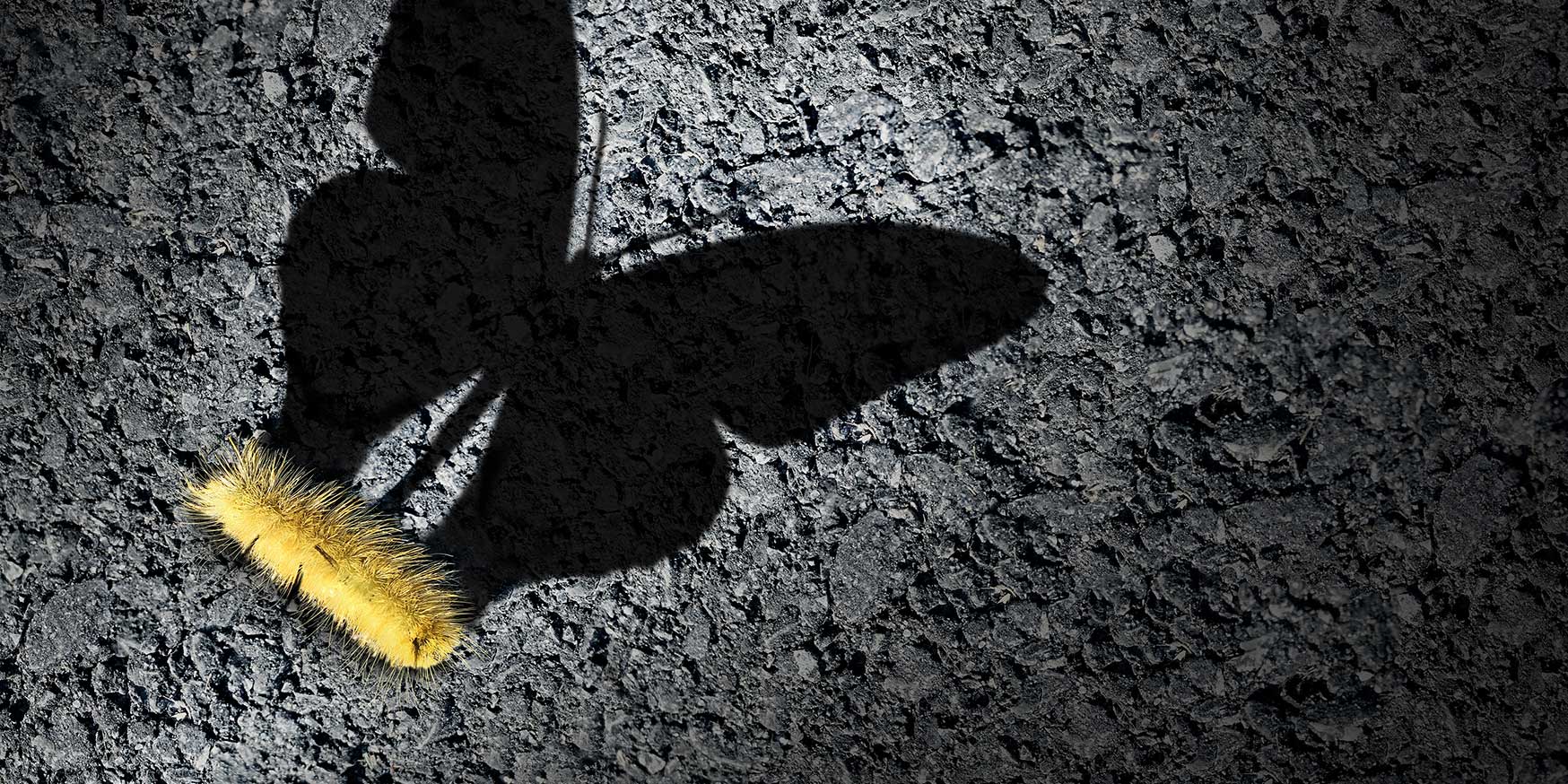 Caterpillar growth to butterfly shadow