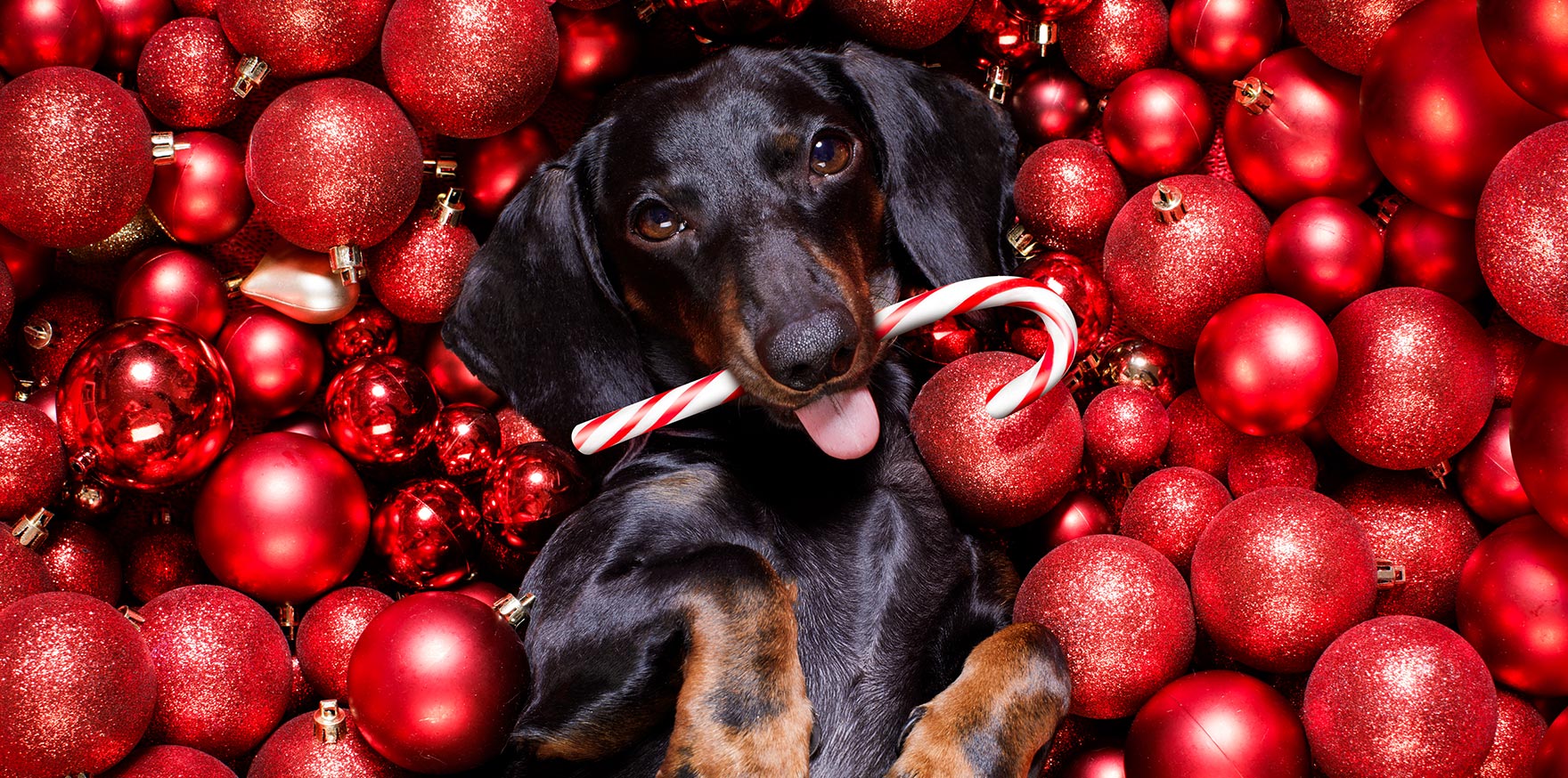 Cute dog with a Candy Cane in holiday decorations to bring Traitify December Product Updates 2020